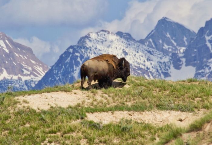 Man gored by bison sees date undergo same fate months later