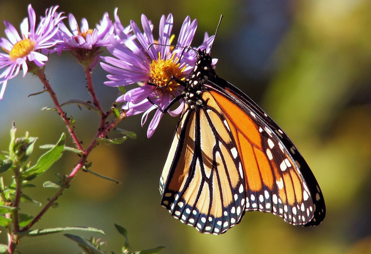 Is the monarch making a comeback? Texas expects a dramatic burst of butterflies this summer