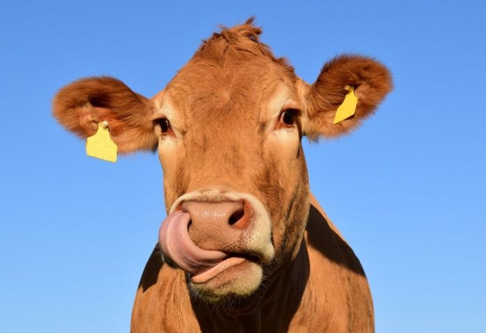 France: Butchers demand protection from vegans