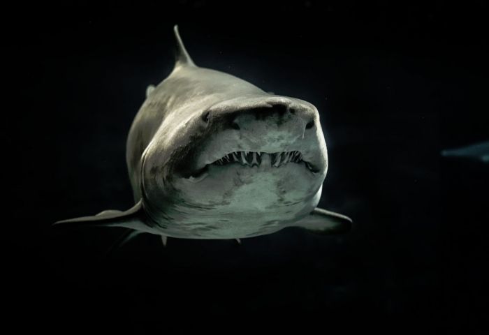 California Tourist, 65, Dies in Apparent Shark Attack During Hawaii Vacation