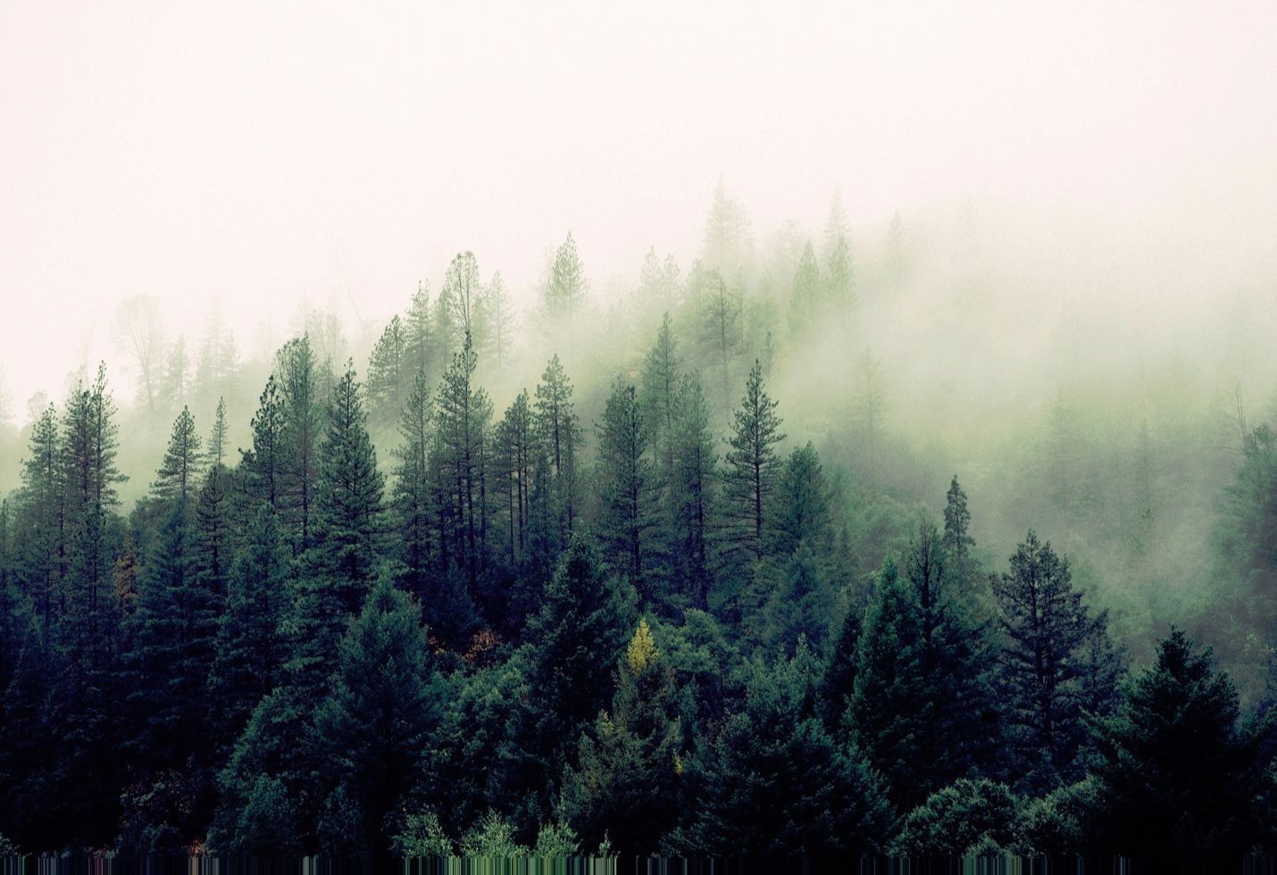 Study: U.S. Cities and Communities Losing 36M Trees Per Year