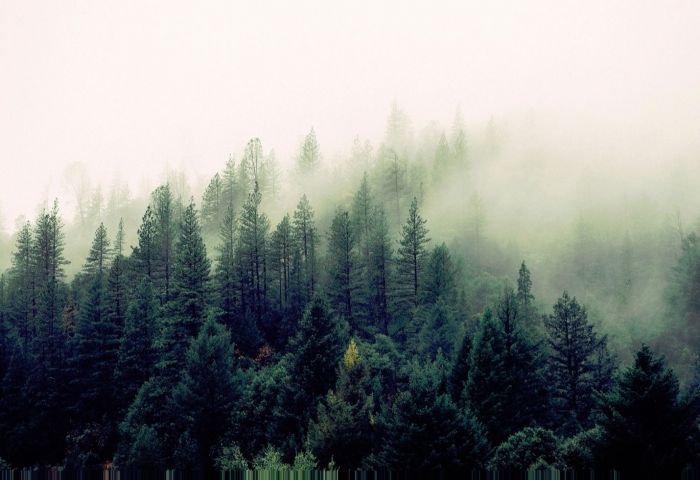 Study: U.S. Cities and Communities Losing 36M Trees Per Year