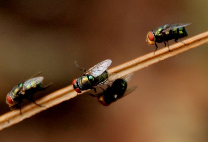 Almost 90% of Flying Insects Tested in Hospitals Carry Potentially Harmful Bacteria