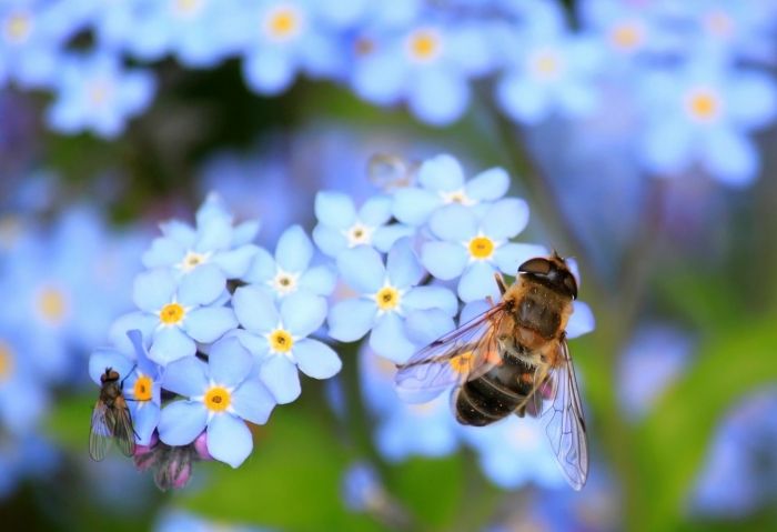 Are commercial honeybees making wild bees sick?