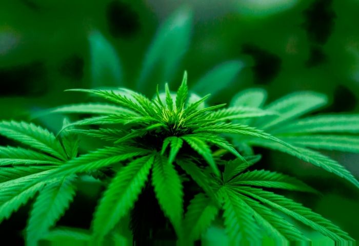 Weed makes some people clean like crazy, but scientists don't really know why