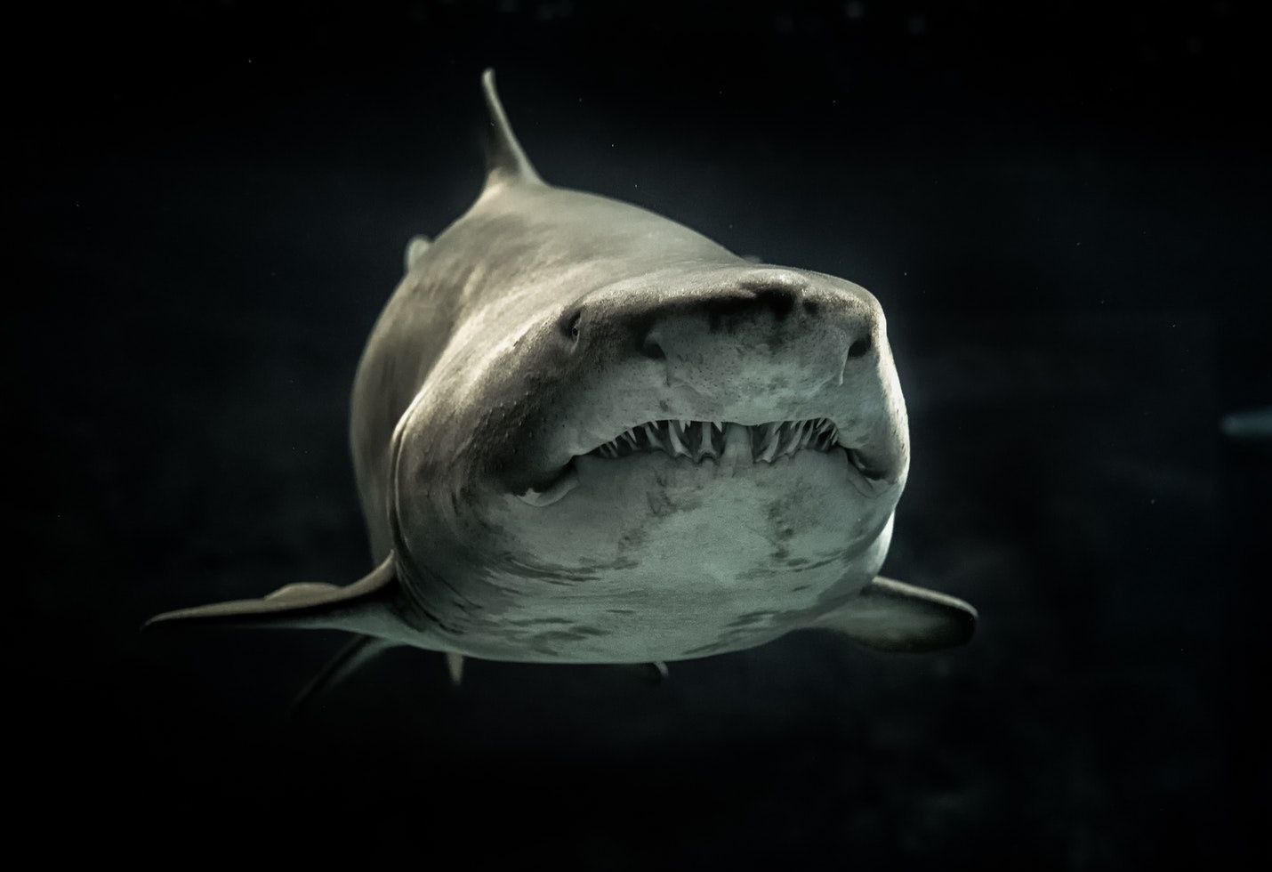 Great white shark stomach study shows surprising supper source
