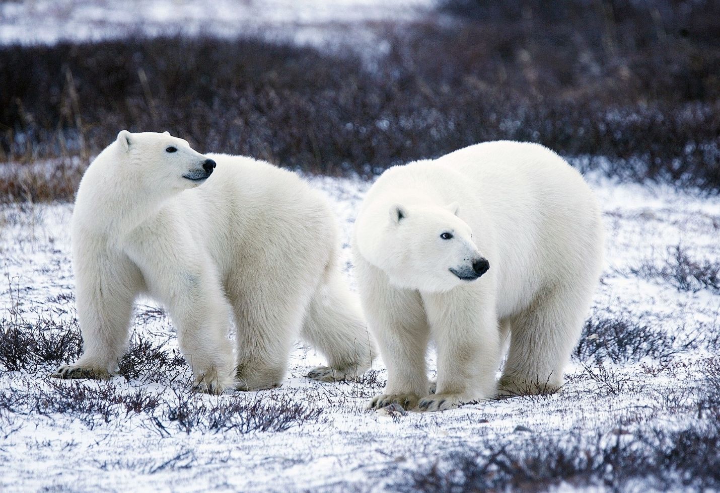 Russian Authorities Declare State of Emergency After 'Mass Invasion' of Polar Bears in Remote Settlement