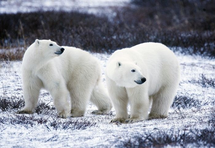 Russian Authorities Declare State of Emergency After 'Mass Invasion' of Polar Bears in Remote Settlement