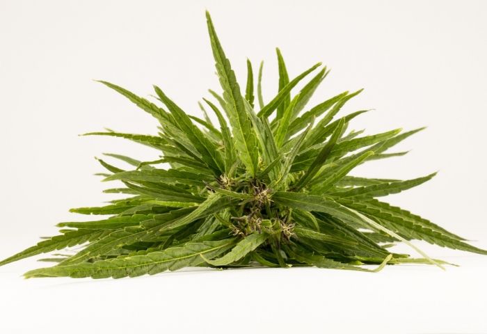 Opinion: Marijuana legalization and lessons learned from other states