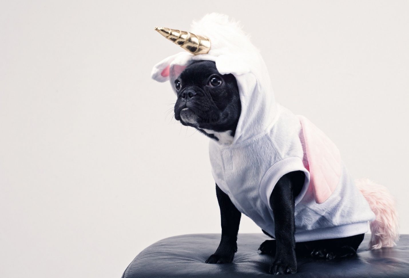 Do animals get embarrassed?