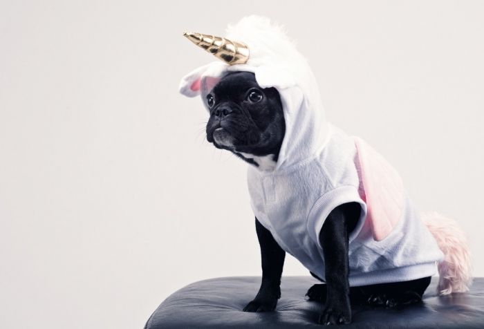 Do animals get embarrassed?