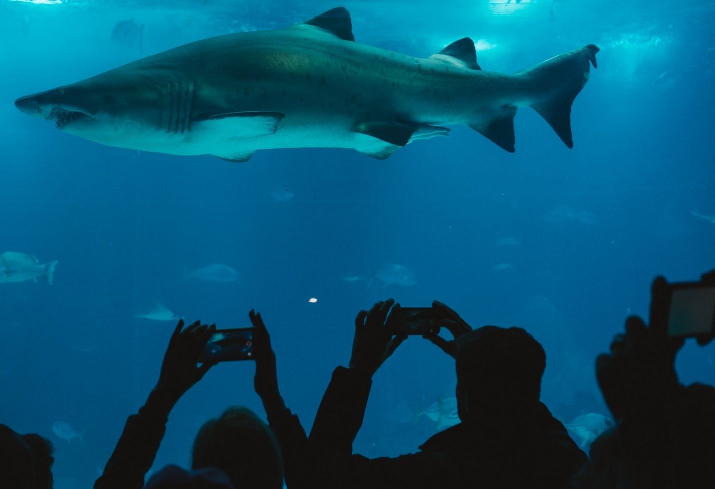 10 Best Aquariums in the World