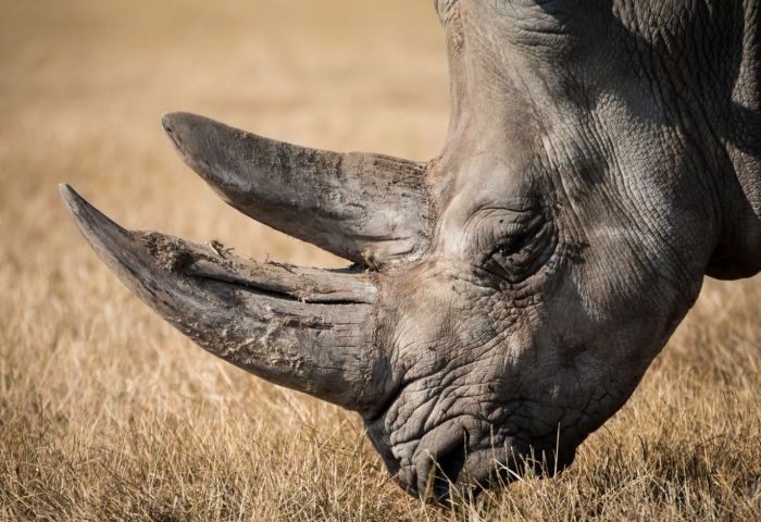 Meet an ivory trafficker's 'worst nightmare'