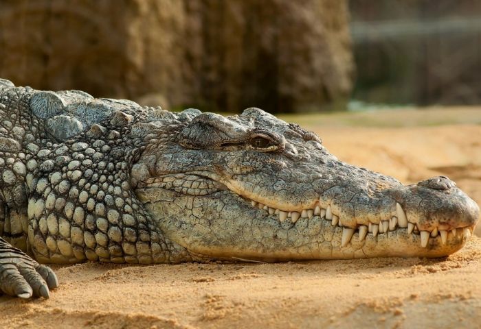 Australia: Illegal boat runs aground in Queensland crocodile swamp