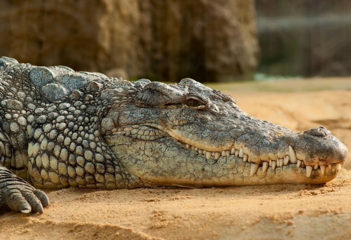 Huge alligator shocks Florida beachgoers