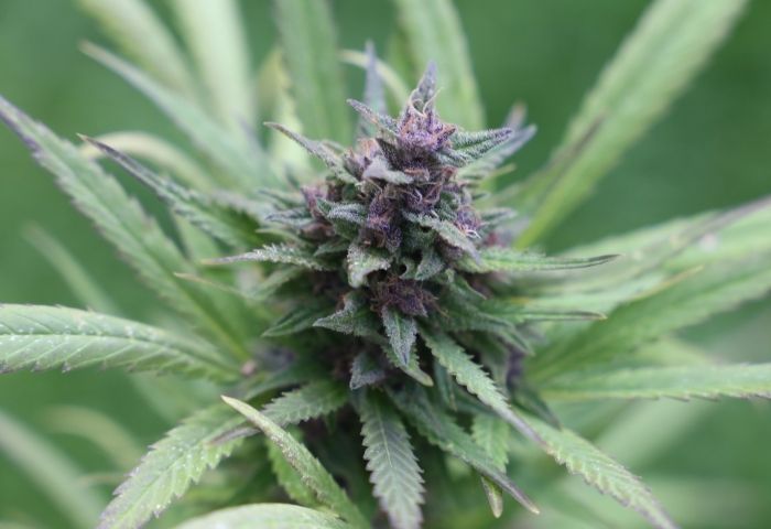 Year 1 a mixed bag for businesses in California&rsquo;s pot market