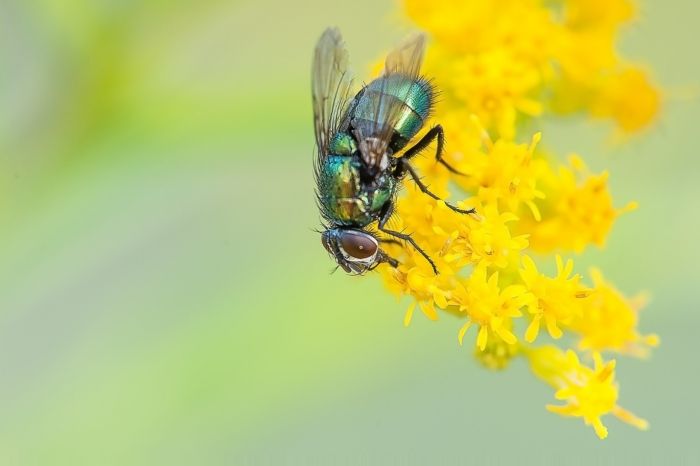 A Teensy Fly Burrowed into a Woman's Skin During Belize Honeymoon. She Noticed It 2 Months Later.