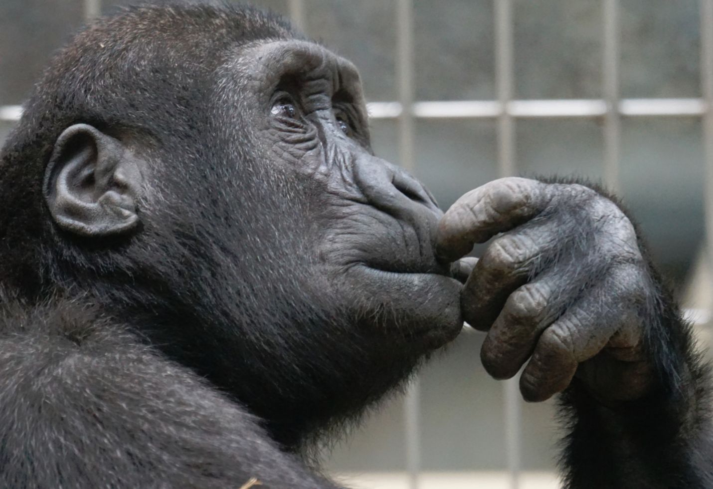 Mailchimp introduces small biz marketing suite