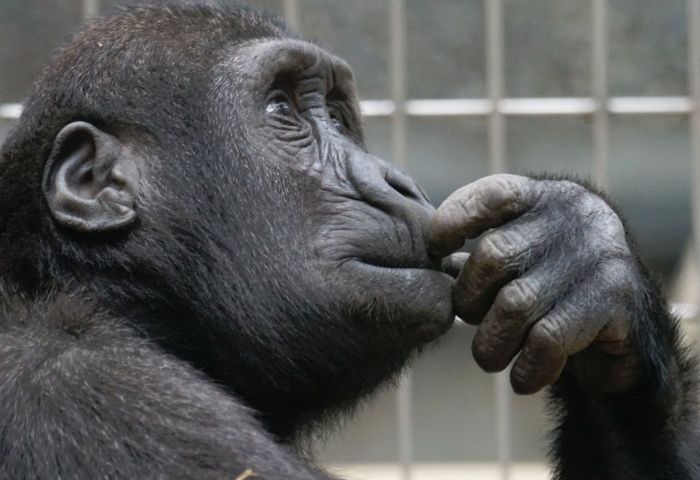 Mailchimp introduces small biz marketing suite