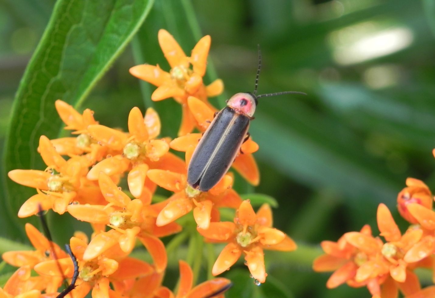 Thousands of Fireflies Will Create a Spectacular Light Show in the Great Smoky Mountains