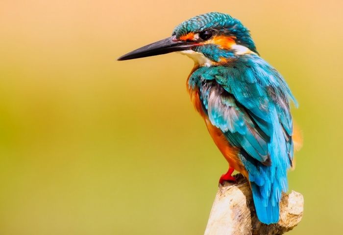 The animals that will survive climate change