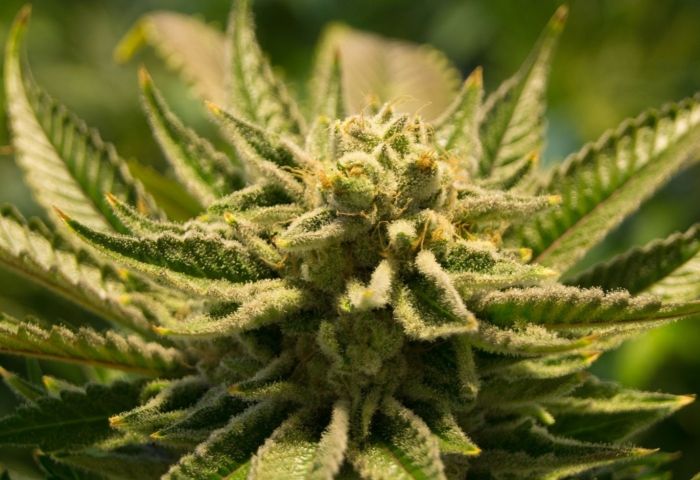 3 Cannabis Stocks That Could Triple, According to Wall Street