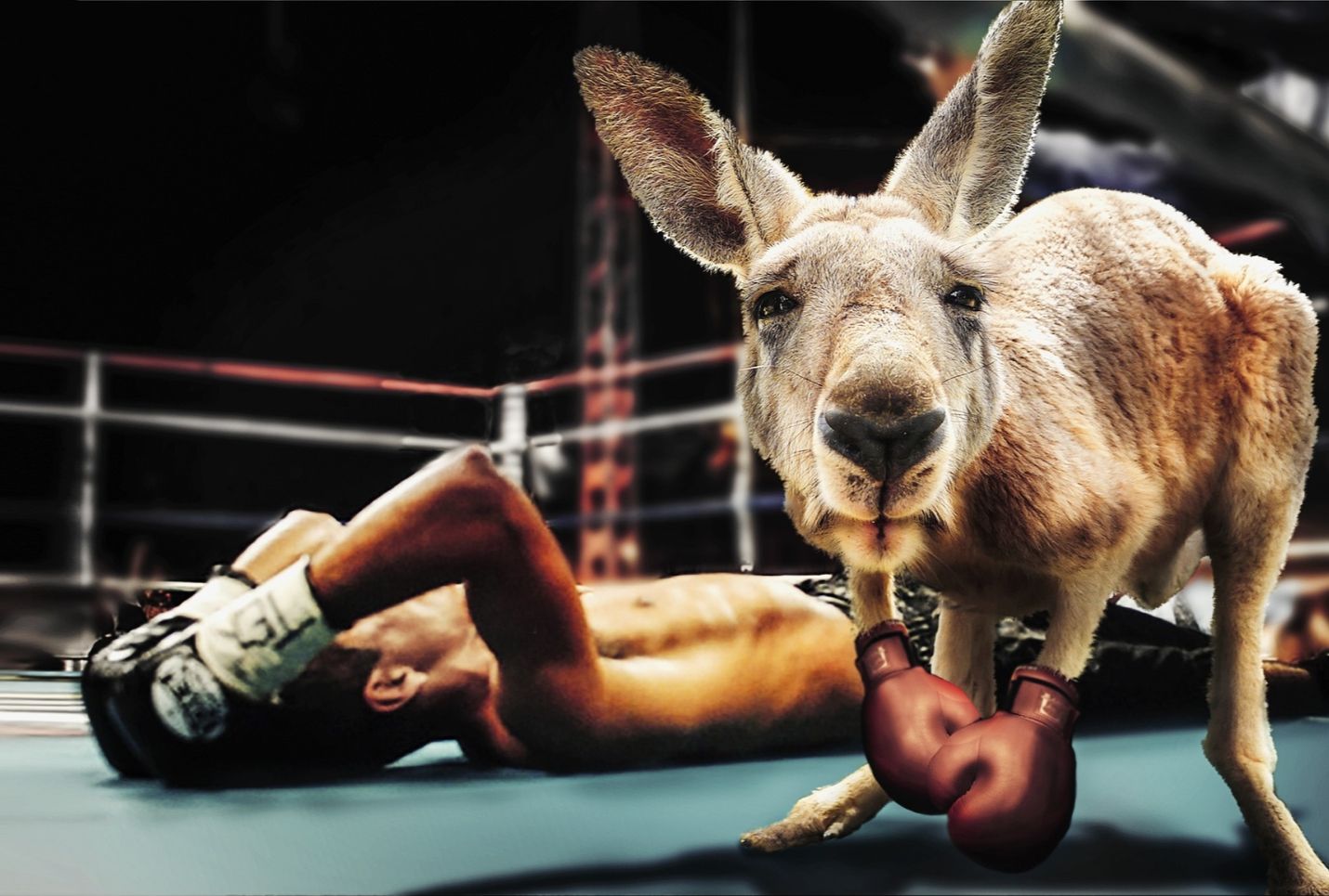 Famous musclebound kangaroo named Roger dead at 12: report