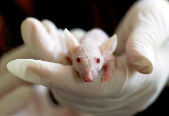 Scientists split as genetics lab scales down animal tests