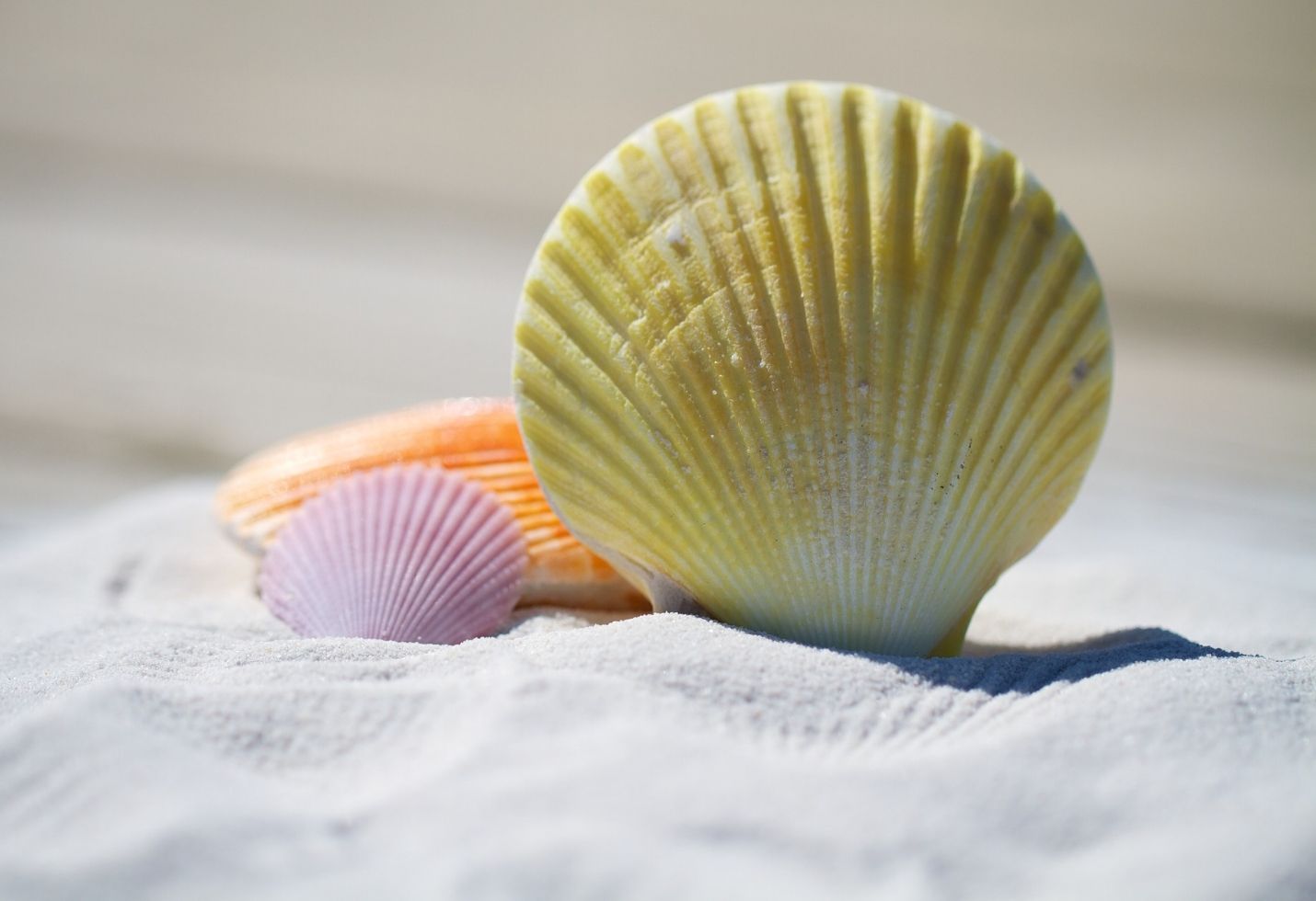 Attention Shell Lovers! Outer Banks Beaches Blanketed in Seashells Following Government Shutdown