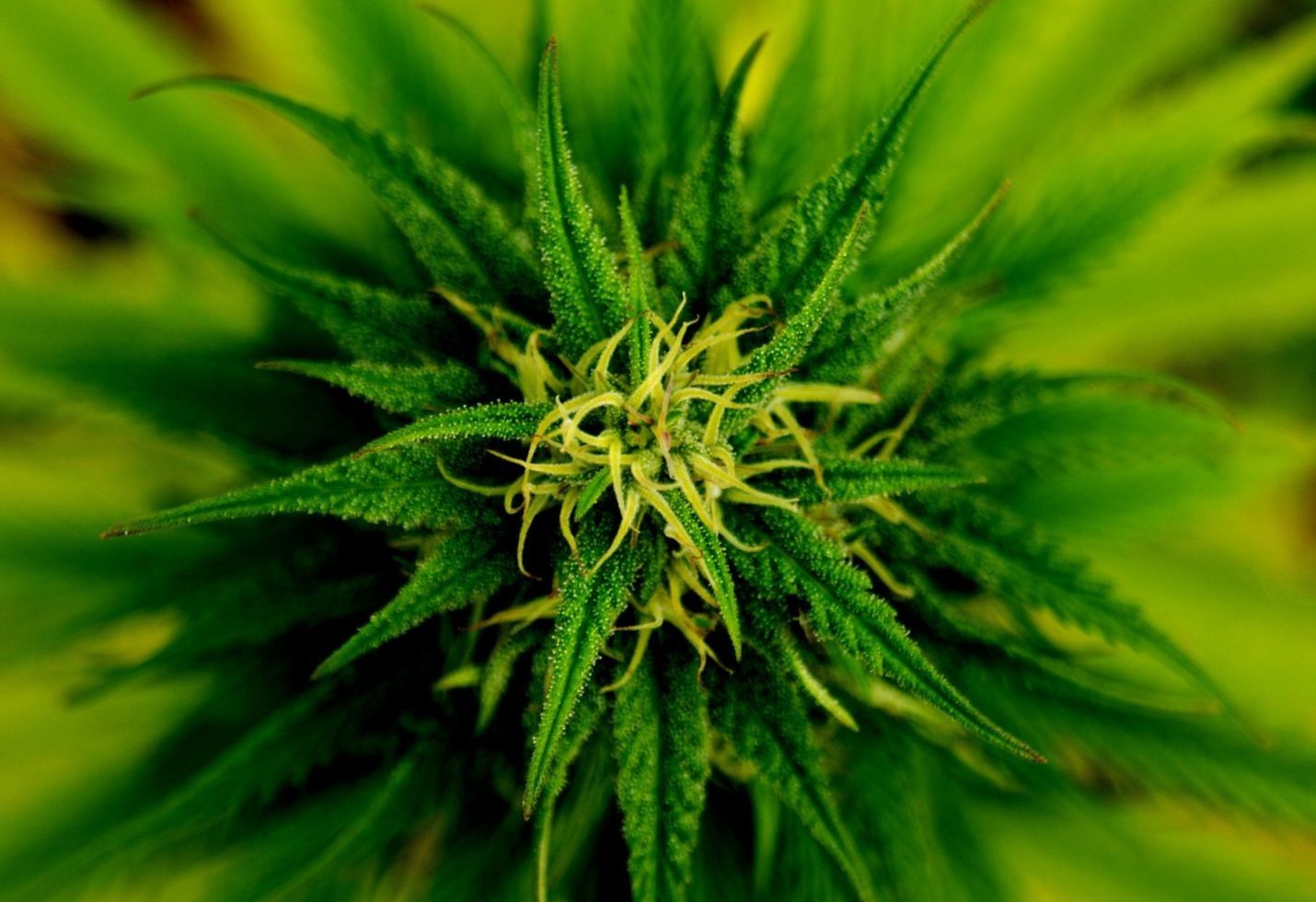 Now We Know Why Marijuana Makes Inflamed Bowels Less Inflamed