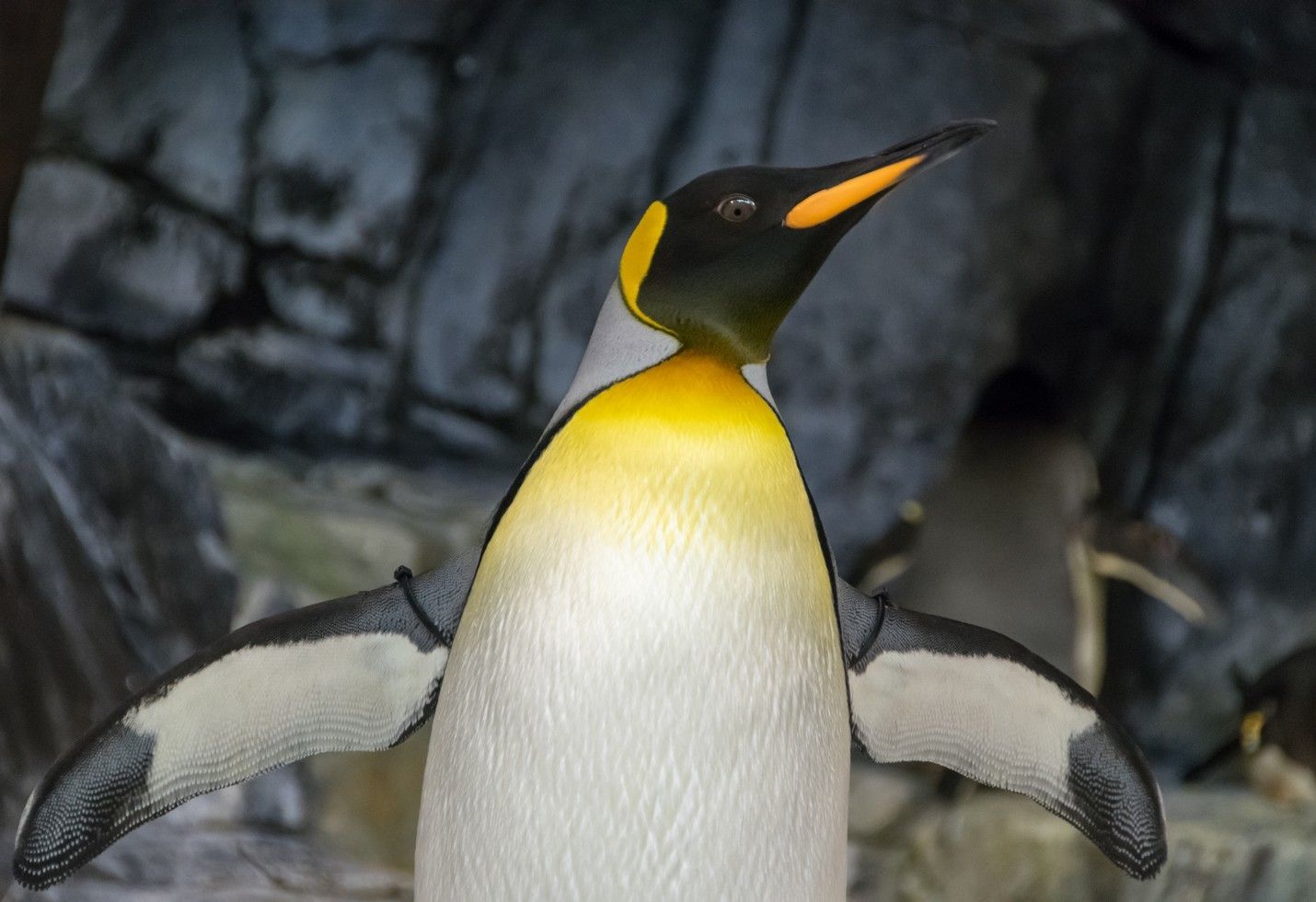 Wildlife Photographer of the Year Shortlist: Astonishing Shots You&rsquo;ll Love