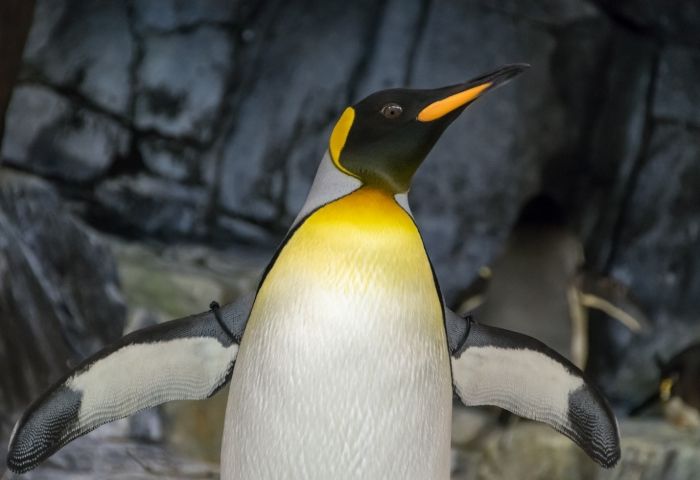 Wildlife Photographer of the Year Shortlist: Astonishing Shots You&rsquo;ll Love