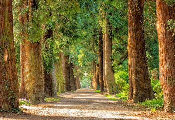 &lsquo;Global Greening&rsquo; Sounds Good. In the Long Run, It&rsquo;s Terrible.