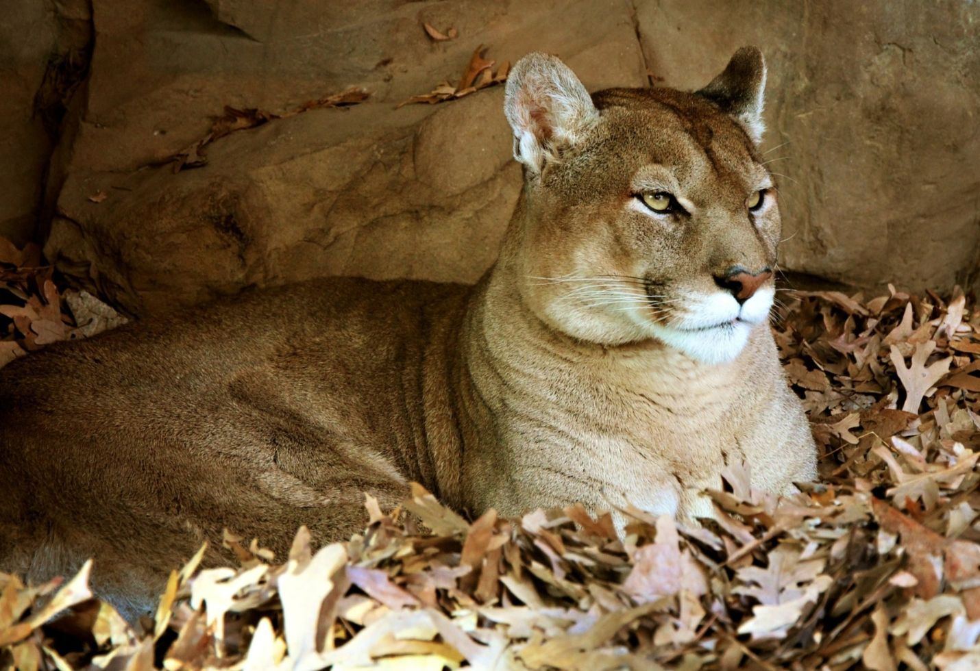 Mountain lion in California tree 'rescued' by firefighters