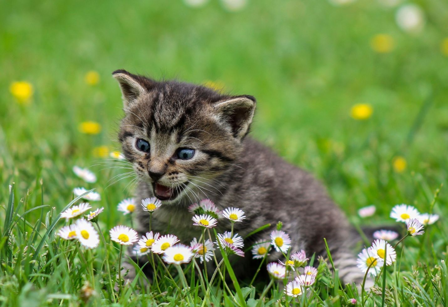 Scientists Confirm That Cats a) Are Pretty Smart, b) Don&rsquo;t Really Care What You Want