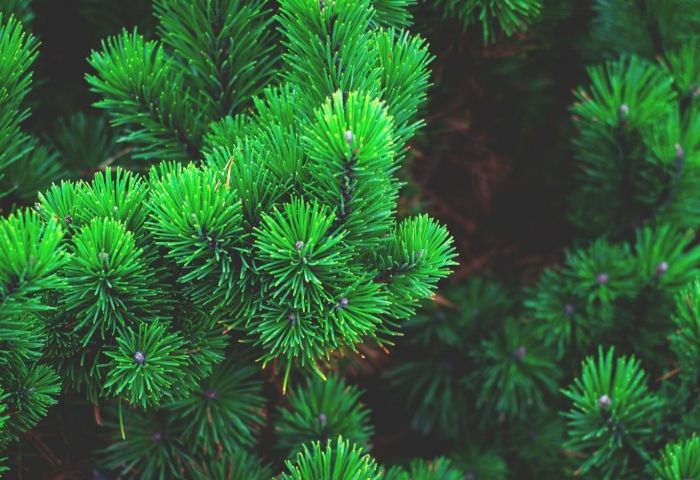 Pine-killing southern beetle may be more deadly in North