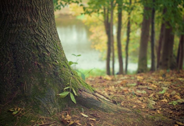 When a Tree Falls, Who Pays for the Damage?