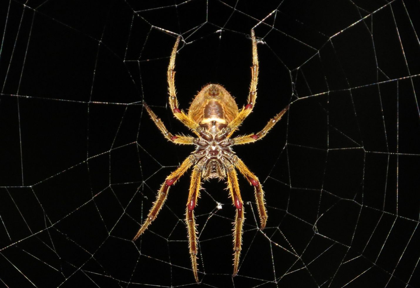 Sorry, Arachnophobes: Terrifying New Study Shows Spiders Can Now Fly