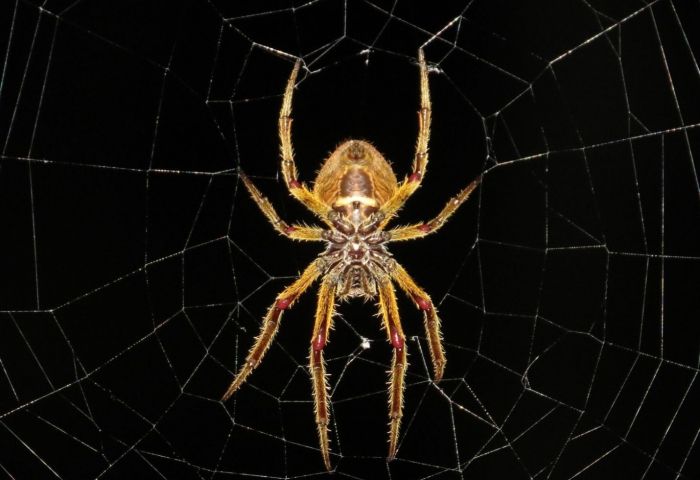 Sorry, Arachnophobes: Terrifying New Study Shows Spiders Can Now Fly