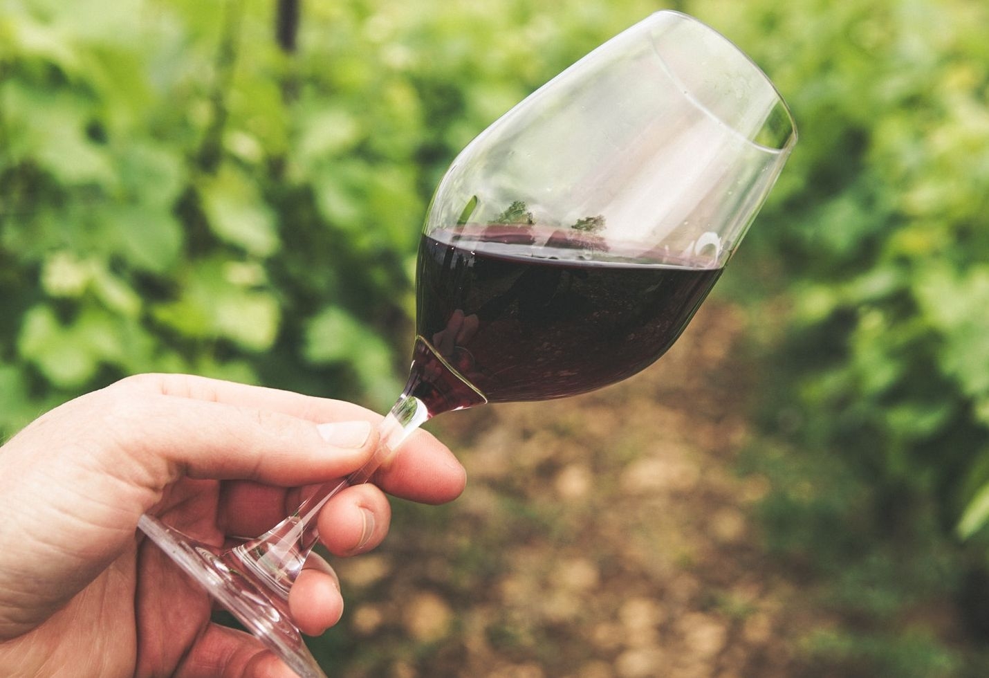 China's drinkers develop taste for home-grown wines