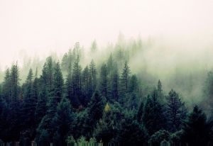 Study: U.S. Cities and Communities Losing 36M Trees Per Year
