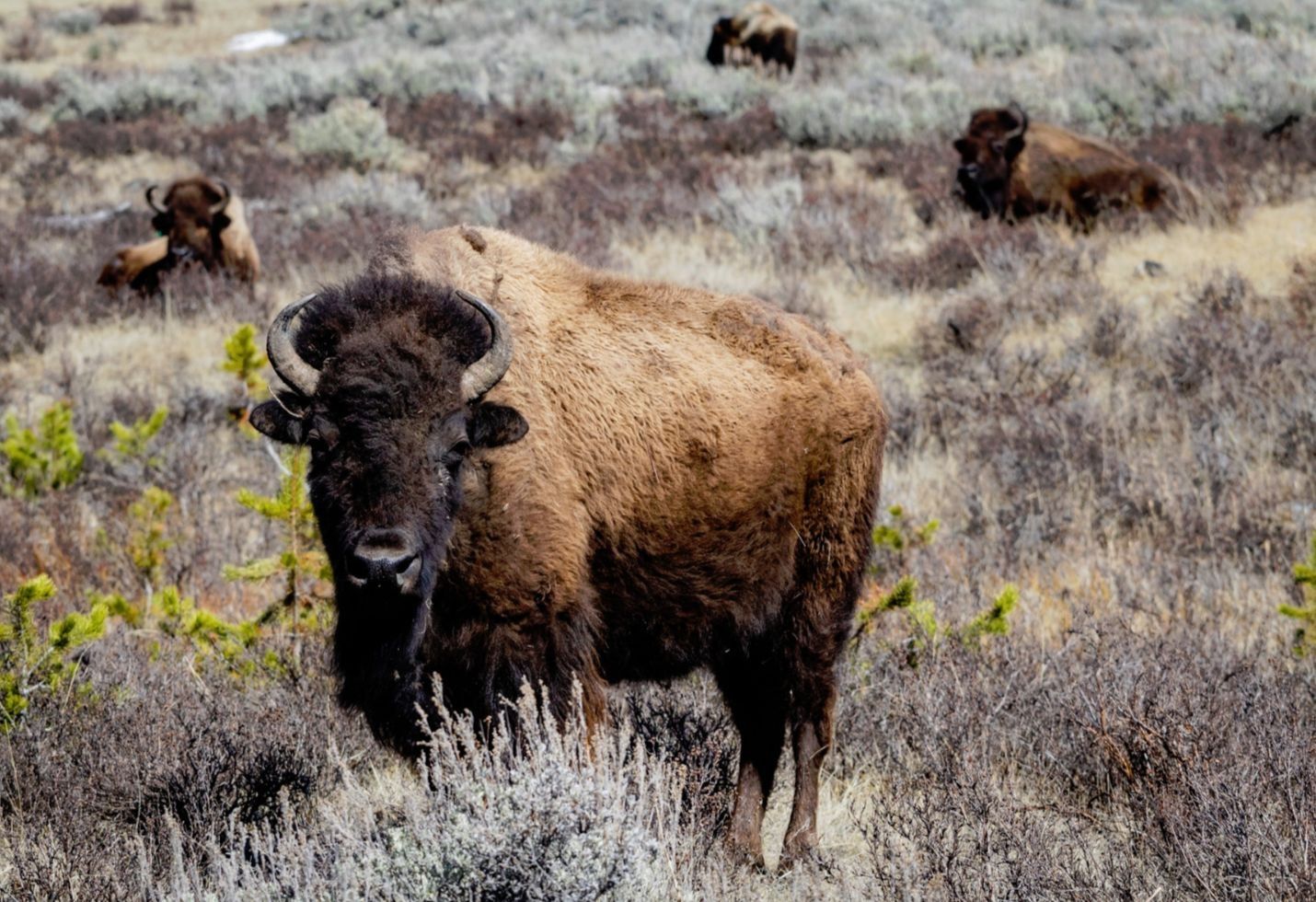 Huge nature reserve shrinks bison plan after pushback
