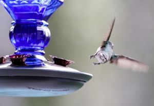 A Bird Feeder Will Bring You Joy