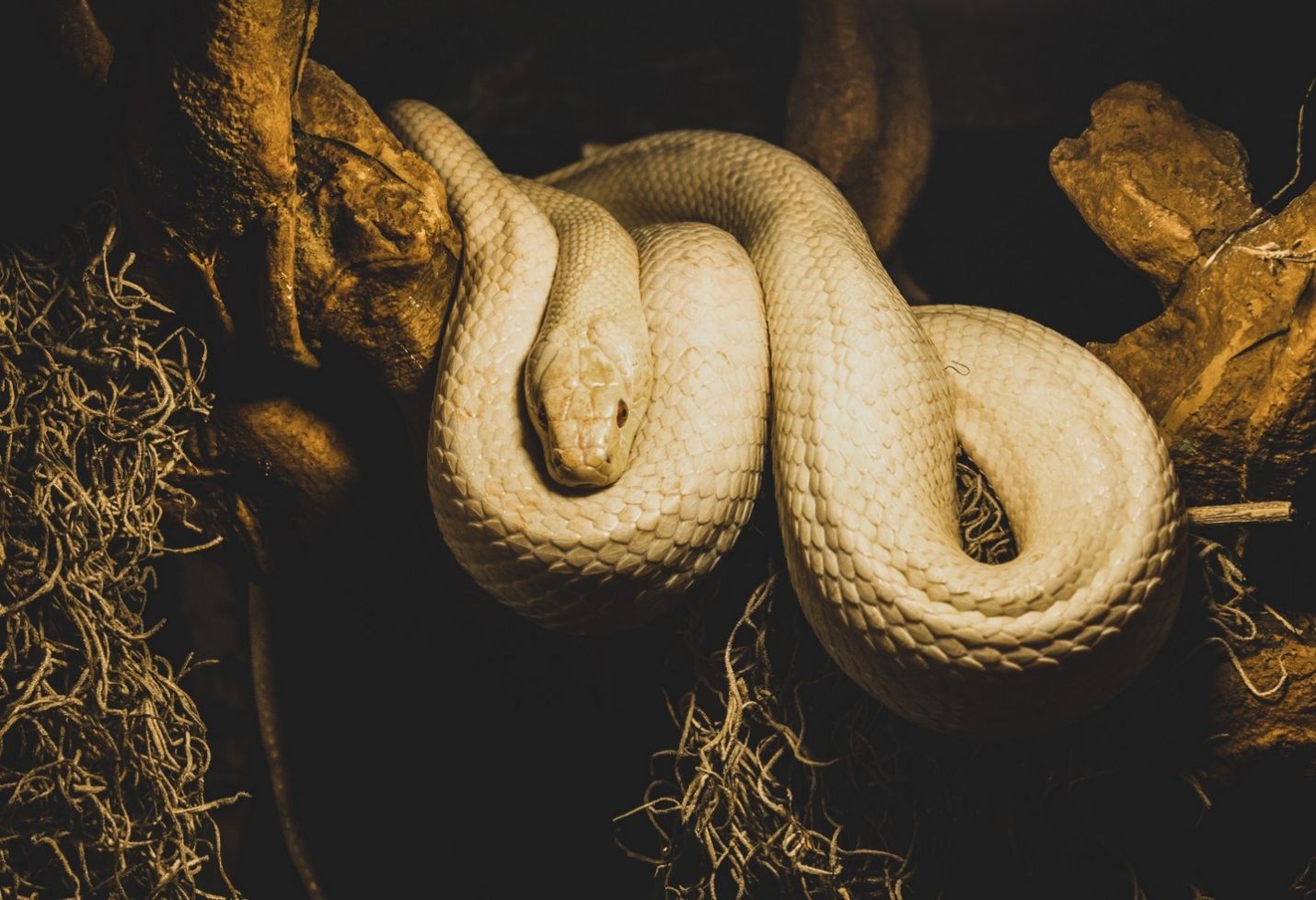 Image of Madagascan snake wins 2019 British Ecological Society photography competition