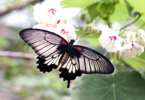 Butterfly on a bomb range: Endangered Species Act at work