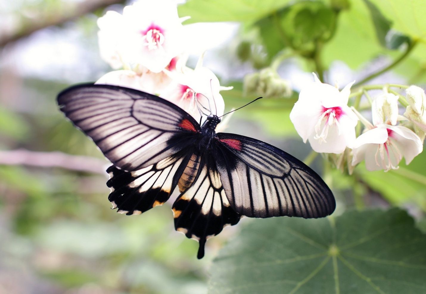 Butterfly on a bomb range: Endangered Species Act at work