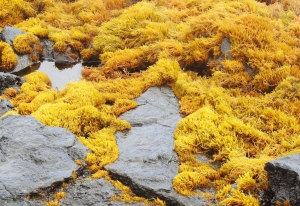 Why Seagrass Cuold Be the Ocean's Secret Weapon Against Climate Change