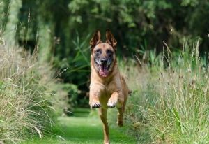 What kind of tips help in dog training