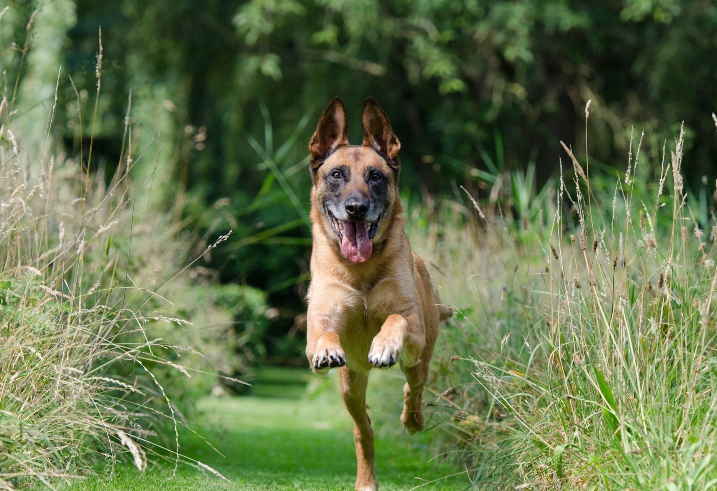 What kind of tips help in dog training