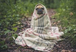 Dogs: Our best friends in sickness and in health